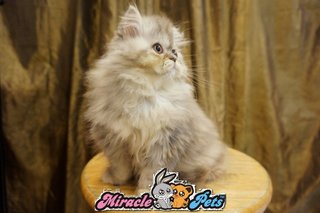 Semi Flat Persian Kitten Red Blue  - Persian Cat