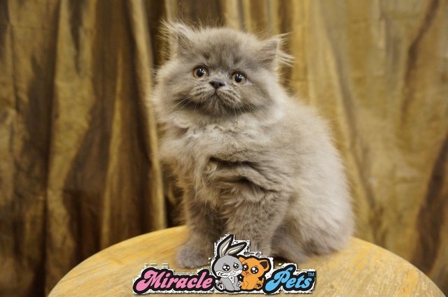 Semi Flat Face Persian Kitten Blue - Persian Cat