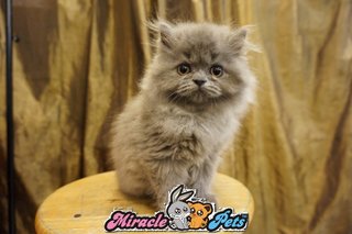 Semi Flat Face Persian Kitten Blue - Persian Cat