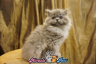 Semi Flat Face Persian Kitten Blue - Persian Cat