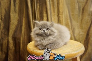 Semi Flat Face Persian Kitten Blue - Persian Cat