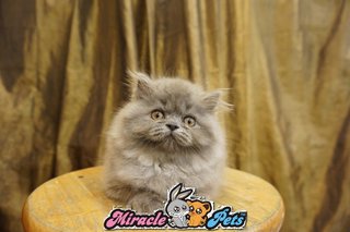 Semi Flat Face Persian Kitten Blue - Persian Cat