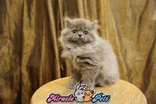 Semi Flat Face Persian Kitten Blue - Persian Cat