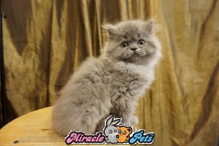 Semi Flat Face Persian Kitten Blue - Persian Cat