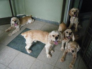 Junior - Cocker Spaniel Dog