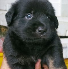 Cute Puppies - Mixed Breed Dog