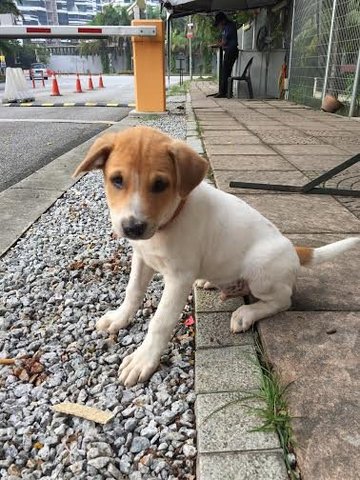 Jack O - Terrier Mix Dog