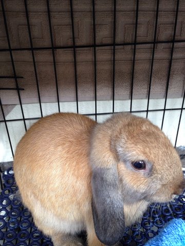 Holland Lop - Holland Lop Rabbit