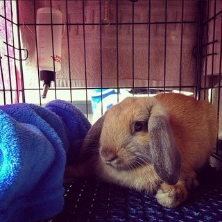 Holland Lop - Holland Lop Rabbit