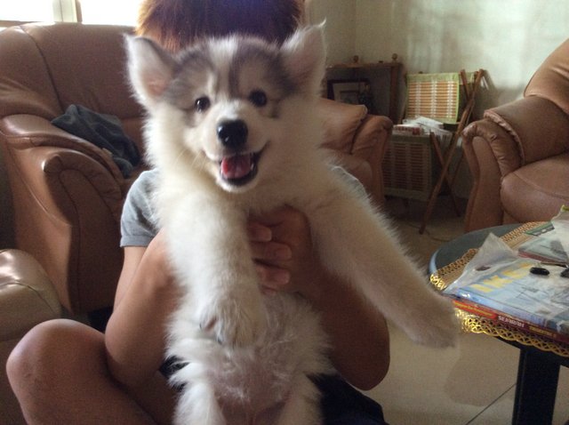 Quality Siberian Husky For Sale - Siberian Husky Dog