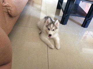 Quality Siberian Husky For Sale - Siberian Husky Dog