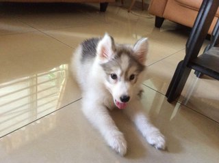 Quality Siberian Husky For Sale - Siberian Husky Dog