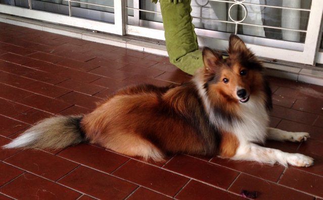 PF63534 - Shetland Sheepdog Sheltie Dog