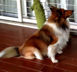 PF63534 - Shetland Sheepdog Sheltie Dog