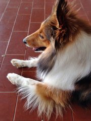 PF63534 - Shetland Sheepdog Sheltie Dog