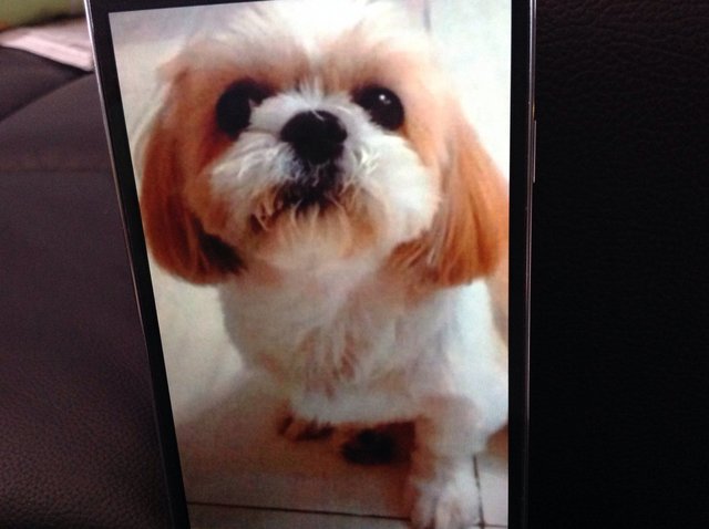 PF63544 - Shih Tzu Dog