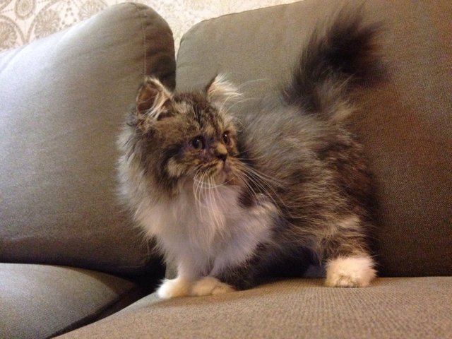 Male 2 - Domestic Long Hair Cat