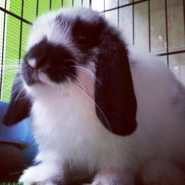 Oreo  - Holland Lop Rabbit