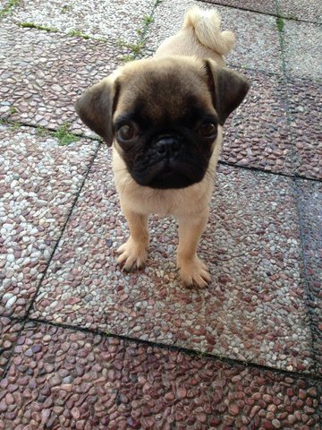 Hugo - Pug Dog