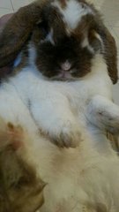 Biscuit - Holland Lop Rabbit