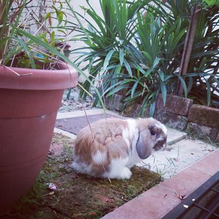 Biscuit - Holland Lop Rabbit