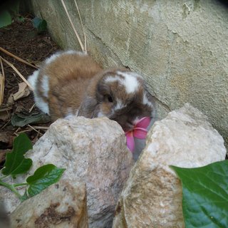 chewing on flower