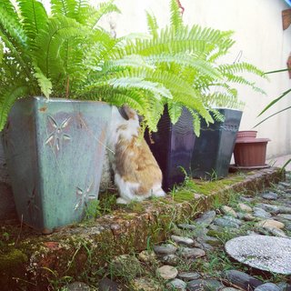 Biscuit - Holland Lop Rabbit