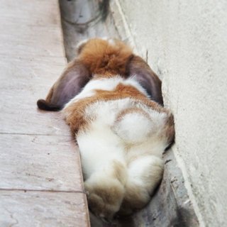 bunny bum bum