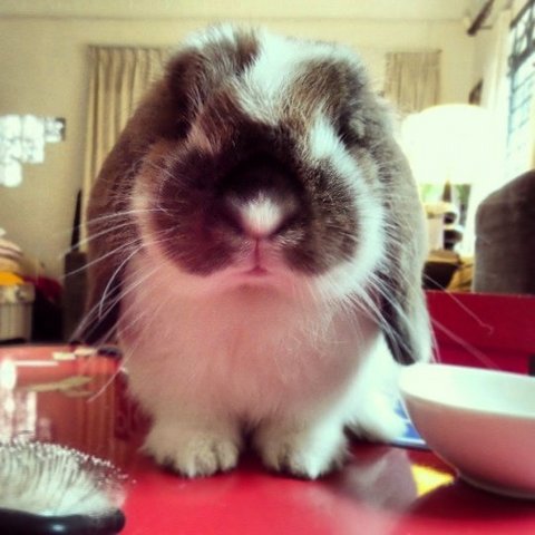 Biscuit - Holland Lop Rabbit