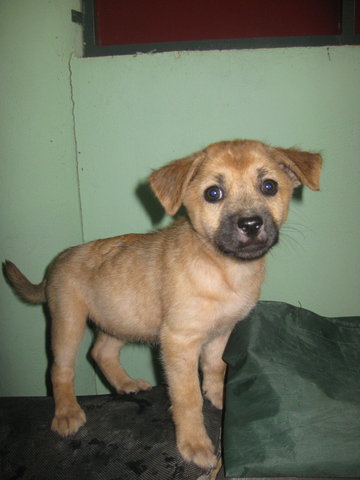 Puppy Brown - Mixed Breed Dog