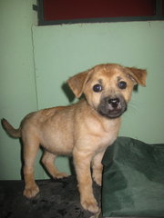 Puppy Brown - Mixed Breed Dog