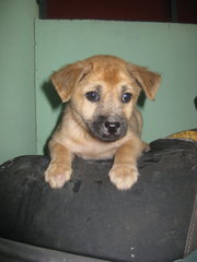 Puppy Brown - Mixed Breed Dog