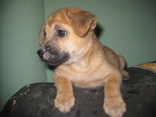 Puppy Brown - Mixed Breed Dog