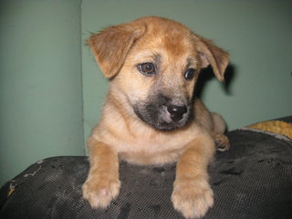 Puppy Brown - Mixed Breed Dog