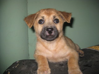 Puppy Brown - Mixed Breed Dog