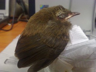 Baby Hope (Yellow Vented Bulbul) - Softbill (Other) Bird