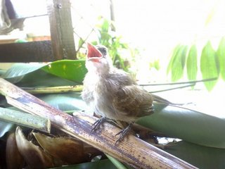 Baby Hope (Yellow Vented Bulbul) - Softbill (Other) Bird