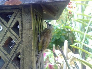 Baby Hope (Yellow Vented Bulbul) - Softbill (Other) Bird