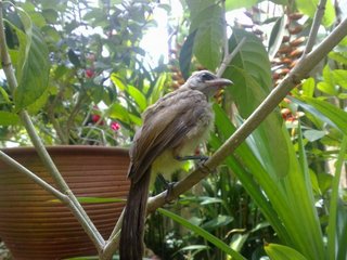 Baby Hope (Yellow Vented Bulbul) - Softbill (Other) Bird