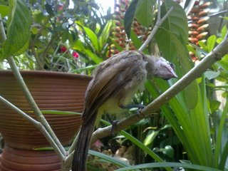 Baby Hope (Yellow Vented Bulbul) - Softbill (Other) Bird