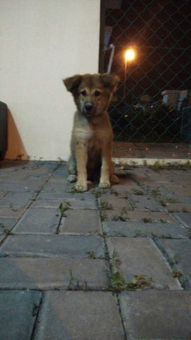 Brownie - Mixed Breed Dog