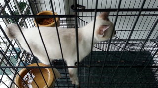 Kitten For Adopt (Free) 2 - Siamese Cat