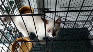 Kitten For Adopt (Free) 2 - Siamese Cat