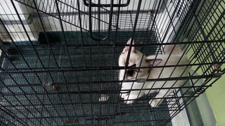 Kitten For Adopt (Free) 2 - Siamese Cat