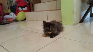 Princess Aspalela - Persian Cat