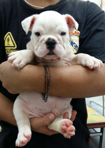 PF63581 - English Bulldog Dog