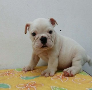 PF63581 - English Bulldog Dog