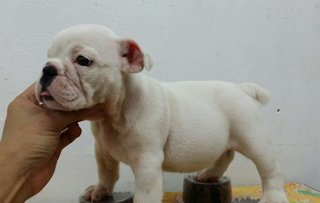 PF63581 - English Bulldog Dog