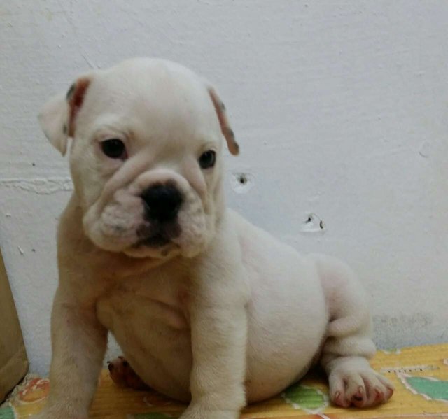 PF63583 - English Bulldog Dog