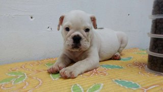 PF63583 - English Bulldog Dog